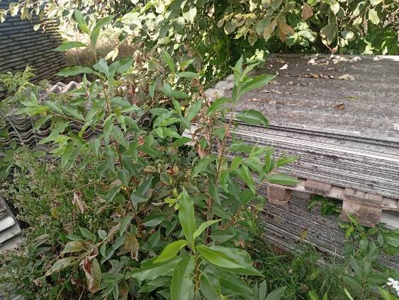 Zbieranie, transport oraz unieszkodliwianie odpadów zawierających azbest z gospodarstw rolnych na terenie Miasta i Gminy Serock w 2025 roku 