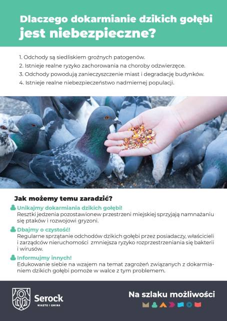 Dlaczego dokarmianie dzikich gołębi jest niebezpieczne?
